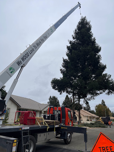 Big Ts Trees image