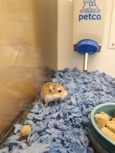 Pet Supply Store «Petco Animal Supplies», reviews and photos, 175 Grandview Blvd #600, Madison, MS 39110, USA