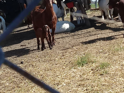 Auto Repair Shop «Specialty Auto Repair», reviews and photos, 1808 Turkey Creek Rd #7, Plant City, FL 33566, USA