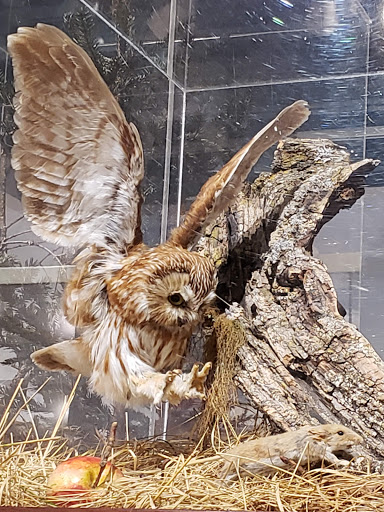 Natural History Museum «George B. Dorr Museum of Natural History», reviews and photos, 105 Eden St, Bar Harbor, ME 04609, USA