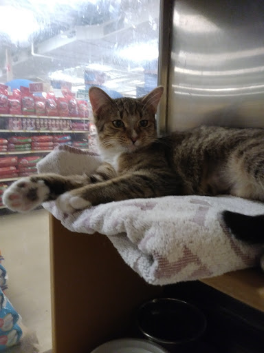 Pet Supply Store «PetSmart», reviews and photos, 1559 Merritt Blvd, Dundalk, MD 21222, USA