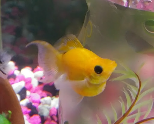 Pet Supply Store «Petco Animal Supplies», reviews and photos, 4217 W Wendover Ave G, Greensboro, NC 27407, USA