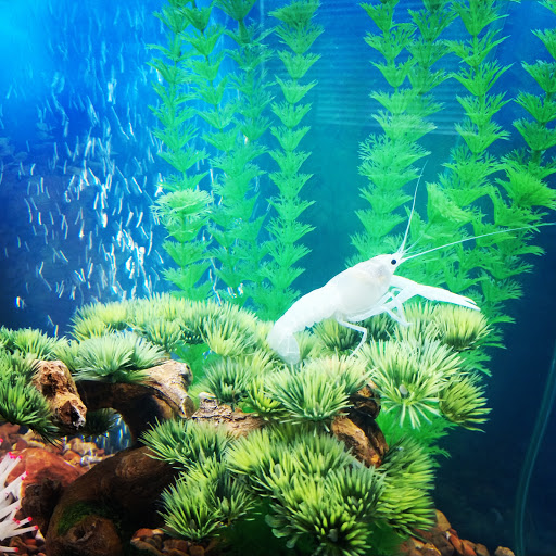 Pet Supply Store «Pet Supermarket», reviews and photos, 7805 Abercorn St, Savannah, GA 31406, USA