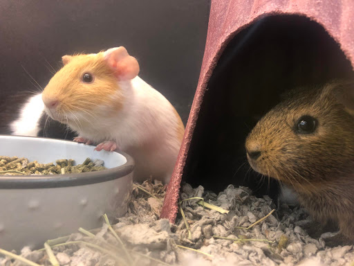 Pet Supply Store «PetSmart», reviews and photos, 3630 Peachtree Pkwy, Suwanee, GA 30024, USA