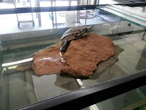 Pet Supply Store «Global Aquatics & Pet Supplies», reviews and photos, 1420 S Carlos Ave, Ontario, CA 91761, USA