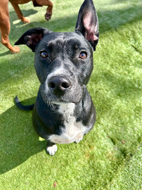 Ruff'n It Resort & Daycare - Photo 9 - Car repair in Grand Junction, CO, Grand Junction