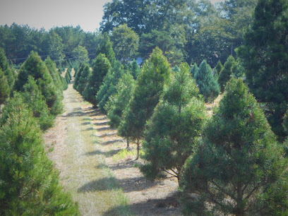 Stinson Christmas Tree Farm