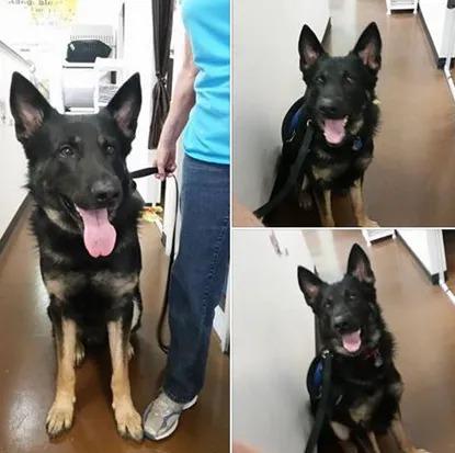 Pet Supply Store «Adogable PET SERVICES», reviews and photos, 4884 Sun City Center Blvd, Sun City Center, FL 33573, USA