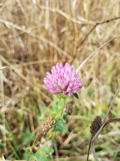 Bird Watching Area «Haehnle Sanctuary», reviews and photos, Seymour Rd, Pleasant Lake, MI 49272, USA