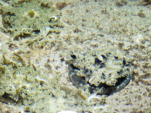 Museum «Tropical Discovery», reviews and photos, 2900 E 23rd Ave, Denver, CO 80205, USA