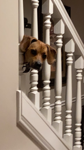 Pet Supply Store «Petland Dallas», reviews and photos, 11909 Preston Rd, Dallas, TX 75230, USA