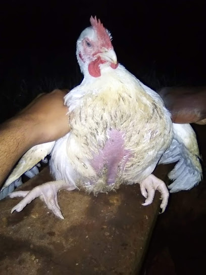 Live chicken,s - Lilongwe, Malawi
