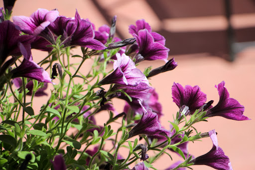 Winery «Bellview Winery», reviews and photos, 150 Atlantic St, Landisville, NJ 08326, USA