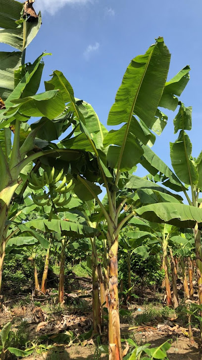 INCOLFRUTA Industria Colombiana de fruta