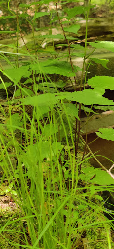 Park «Bringhurst Woods Park», reviews and photos, 5001 Washington Street Extension, Wilmington, DE 19809, USA