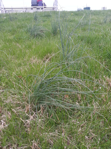 Park «Poplar Tree Park», reviews and photos, 4718 Stringfellow Rd, Fairfax, VA 22030, USA