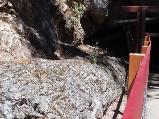 National Forest «Petrified Forest», reviews and photos