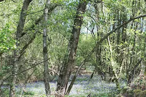 Broadwater Warren image