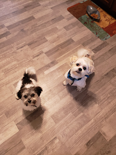 Pet Store «Animal Kingdom», reviews and photos, 436 Main St, East Orange, NJ 07018, USA