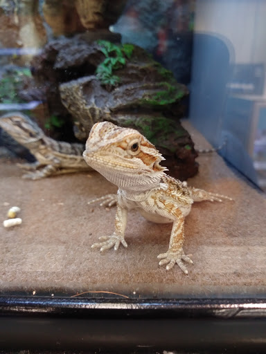 Pet Supply Store «Petco Animal Supplies», reviews and photos, 12611 Jefferson Davis Hwy, Chester, VA 23831, USA