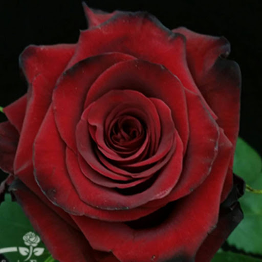 Florist «2 Cool Flowers», reviews and photos, 5635 NW Central Dr E-102, Houston, TX 77092, USA