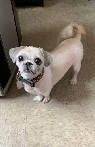 Pet Store «Cross Bronx Pet Shop», reviews and photos, 2064 Cross Bronx Expy, Bronx, NY 10472, USA