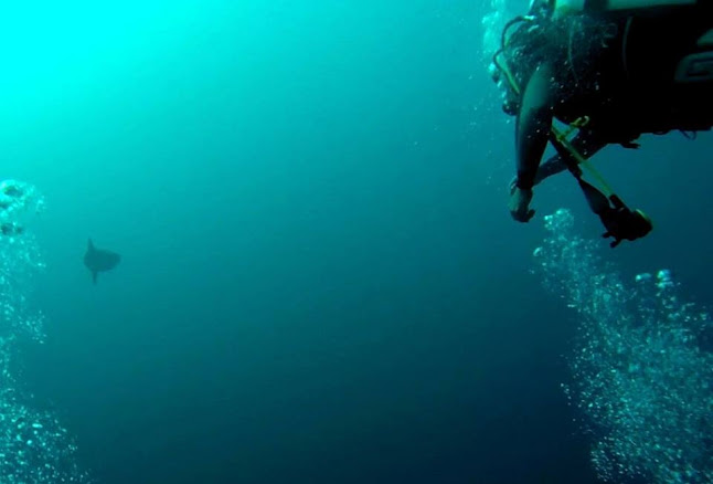 Escuela de Buceo Pleamarsub - Escuela