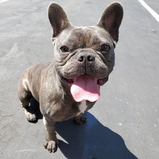 Pet Supply Store «Petco Animal Supplies», reviews and photos, 1815 Newport Blvd b, Costa Mesa, CA 92627, USA