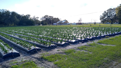 Produce Wholesaler «Goodson Farms Inc.», reviews and photos, 12405 Balm Rd, Balm, FL 33503, USA
