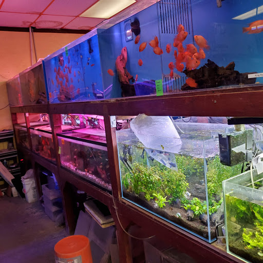 Aquarium Shop «Total Fish & Pets», reviews and photos, 137 Valley Blvd, Alhambra, CA 91801, USA