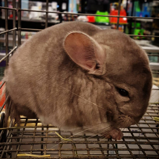 Pet Store «Friendly Pets», reviews and photos, 625 Friendly Center Rd, Greensboro, NC 27408, USA