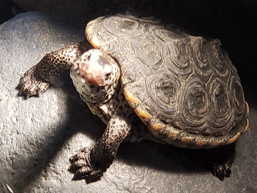 Science Museum «Cook Museum of Natural Science», reviews and photos, 133 4th Ave NE, Decatur, AL 35601, USA