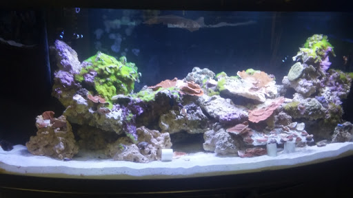 Tropical Fish Store «Saltwater Paradise», reviews and photos, 1313 W Airport Fwy, Irving, TX 75062, USA