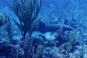 Belize Diving Adventures image