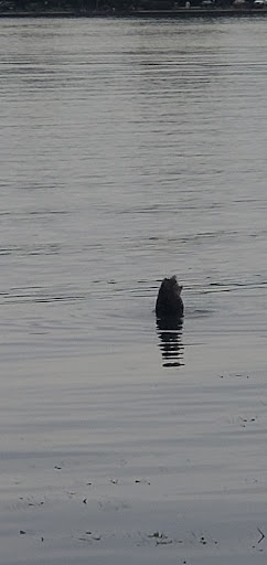 Park «Paulus Park», reviews and photos, 200 S Rand Rd, Lake Zurich, IL 60047, USA