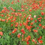 Photo n°5 de l'avis de Claudia.o fait le 14/06/2021 à 17:46 sur le  Ziegenkäserei & Wiesencafe Karolinenhof à Kremmen