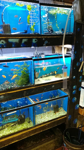 Pet Supply Store «Whiteway Pet Shop», reviews and photos, 950 Elizabeth Ave, Elizabeth, NJ 07201, USA