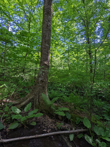 Tourist Attraction «Black Ledge Falls», reviews and photos, Hebron Ave, Glastonbury, CT 06033, USA