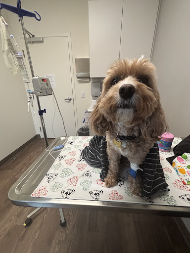 Coastal Care Veterinary Emergency & Referral Hospital image