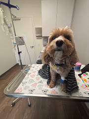 Coastal Care Veterinary Emergency & Referral Hospital