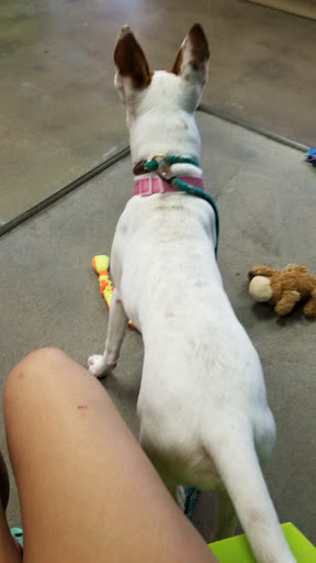 Pet Supply Store «Virginia Beach SPCA Pet Supplies & Adoption Center», reviews and photos, 983 Providence Square Shopping Center, Virginia Beach, VA 23464, USA