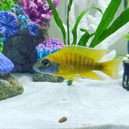 Tropical Fish Store «Golden Fish Aquariums», reviews and photos, 7145 W Colfax Ave, Lakewood, CO 80214, USA