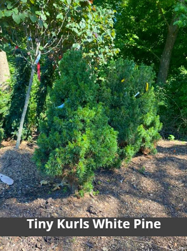 Landscaping Supply Store «Kirkwood Gardens», reviews and photos, 2701 Barrett Station Rd, Ballwin, MO 63021, USA