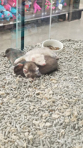 Pet Supply Store «Petco Animal Supplies», reviews and photos, 635 Cibolo Valley Drive #149, Cibolo, TX 78108, USA