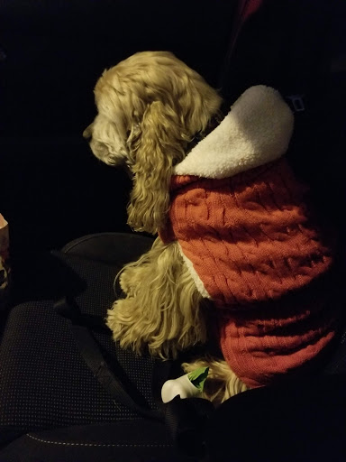 Pet Supply Store «Unleashed by Petco», reviews and photos, 8412 Georgia Ave, Silver Spring, MD 20910, USA