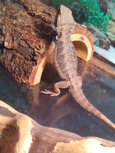 Pet Store «CUSTOM CREATURES PET SHOP», reviews and photos, 10727 N 19th Ave, Phoenix, AZ 85029, USA