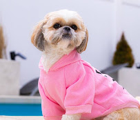 Chesapeake Animal Hospital - Photo 5 - Car repair in Chesapeake, VA, Virginia Beach