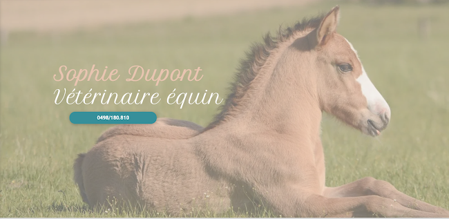 Dr Sophie Dupont - Vétérinaire Equin