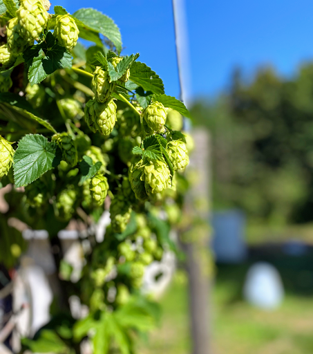 Tourist Attraction «Four Horsemen Brewery», reviews and photos, 30221 148th Ave SE, Kent, WA 98042, USA