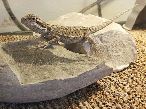 Pet Supply Store «Petco Animal Supplies», reviews and photos, 2765 Santa Rosa Ave, Santa Rosa, CA 95407, USA